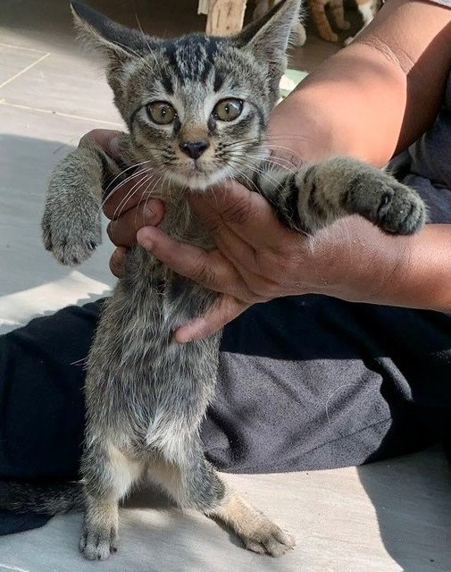 Goldie Tabbie - Domestic Short Hair Cat