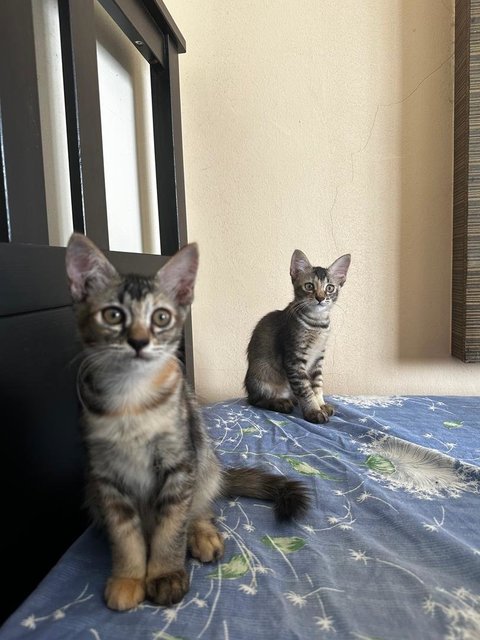 Cookie &amp; Marbles - Domestic Short Hair Cat