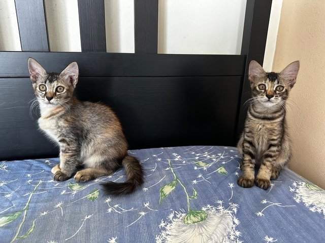 Cookie &amp; Marbles - Domestic Short Hair Cat