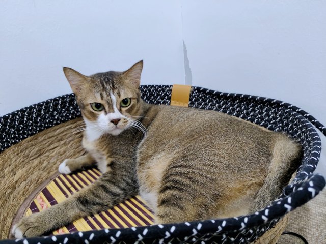 Riang - Domestic Short Hair Cat