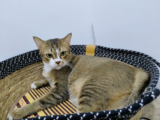 Riang - Domestic Short Hair Cat