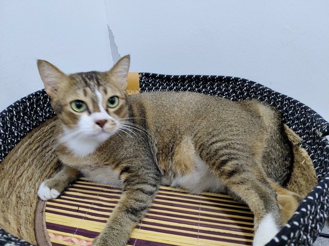 Riang - Domestic Short Hair Cat