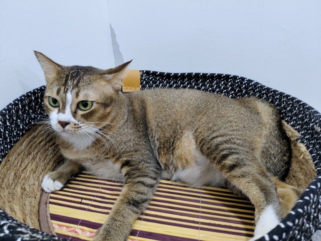 Riang - Domestic Short Hair Cat