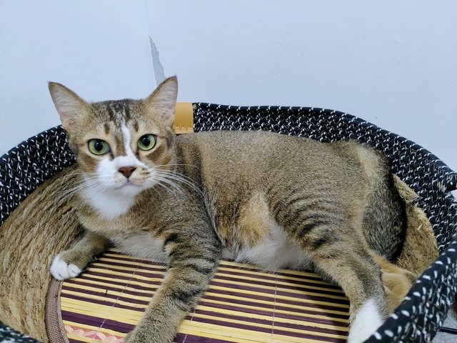 Riang - Domestic Short Hair Cat