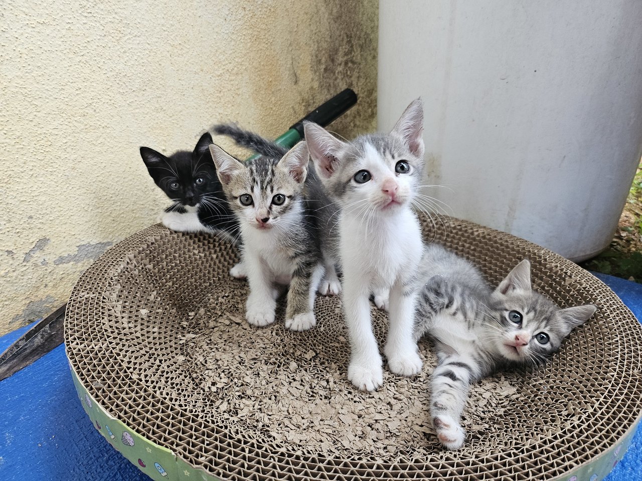 Melur,melati,mawar,alamanda - Domestic Short Hair Cat