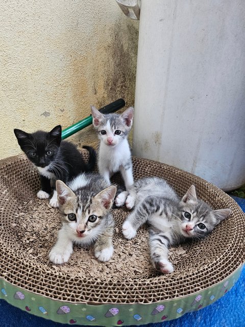 Melur,melati,mawar,alamanda - Domestic Short Hair Cat