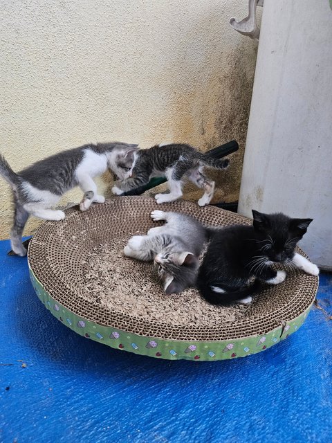 Melur,melati,mawar,alamanda - Domestic Short Hair Cat