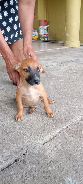 Puppy - Mixed Breed Dog