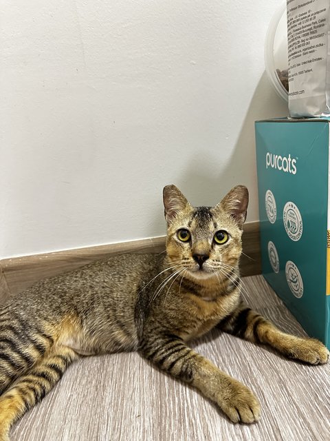 Kenzo - Domestic Short Hair + Tabby Cat