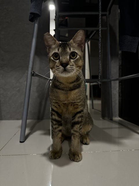 Kenzo - Domestic Short Hair + Tabby Cat