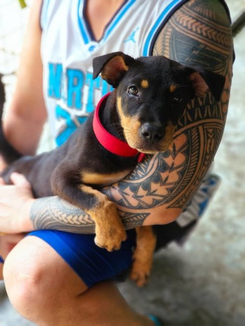 Shark Dog - Rottweiler Mix Dog