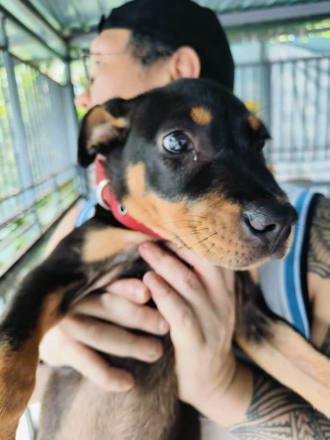 Shark Dog - Rottweiler Mix Dog