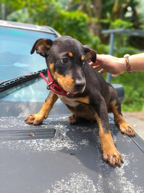 Shark Dog - Rottweiler Mix Dog