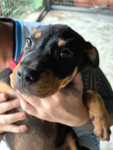 Shark Dog - Rottweiler Mix Dog