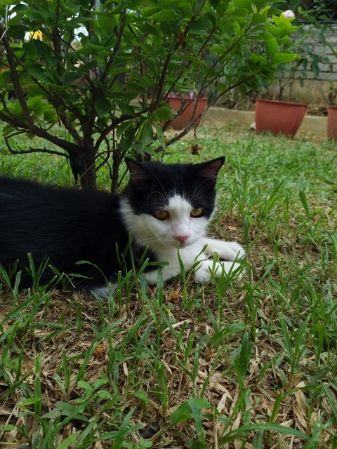 Popsy - Persian + Domestic Long Hair Cat