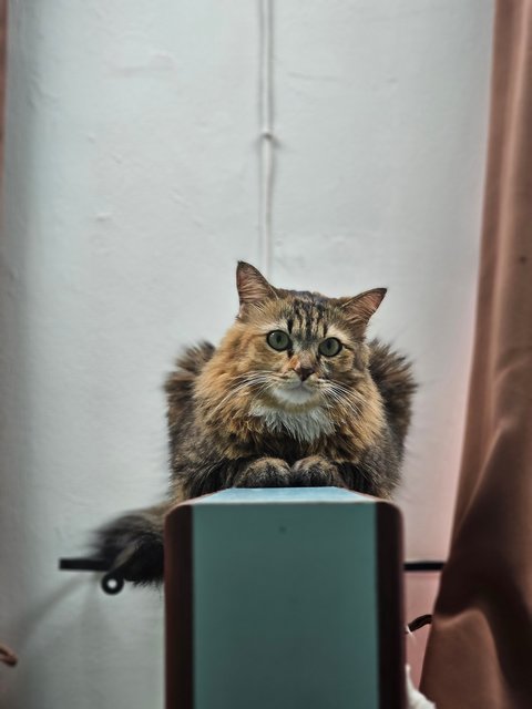 Nala - Tabby + Domestic Medium Hair Cat