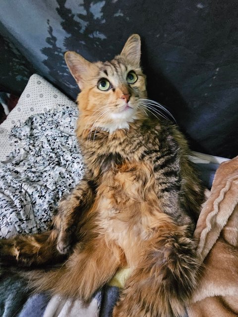 Nala - Tabby + Domestic Medium Hair Cat