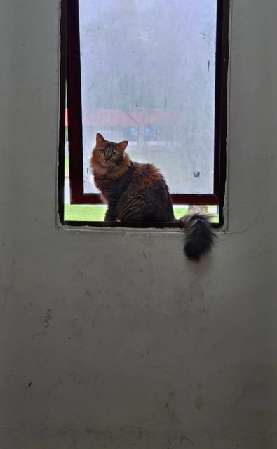 Nala - Tabby + Domestic Medium Hair Cat