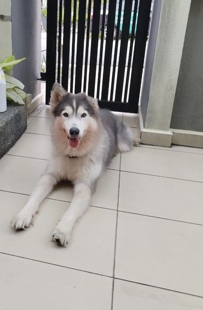 Miho - Siberian Husky Dog