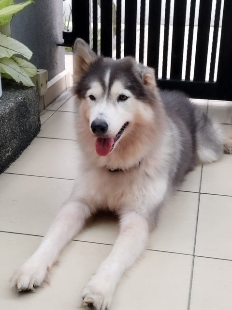 Miho - Siberian Husky Dog