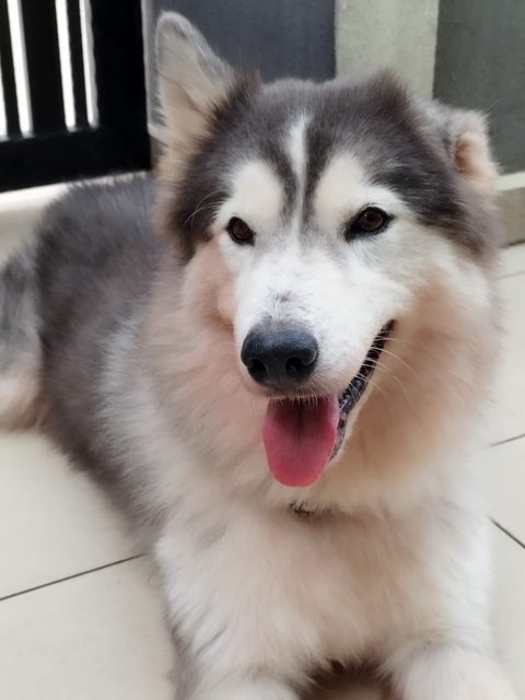 Miho - Siberian Husky Dog