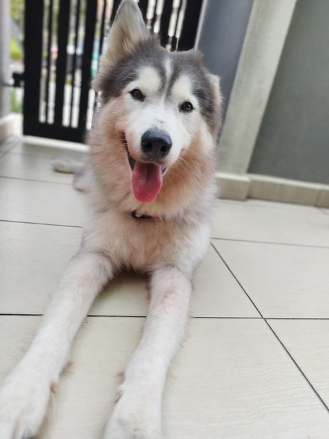 Miho - Siberian Husky Dog