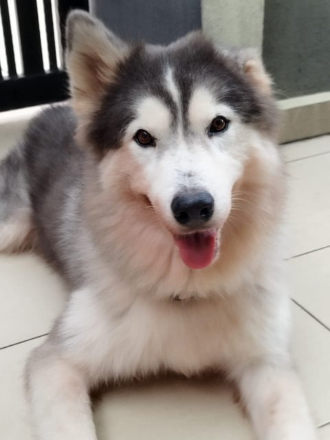 Miho - Siberian Husky Dog