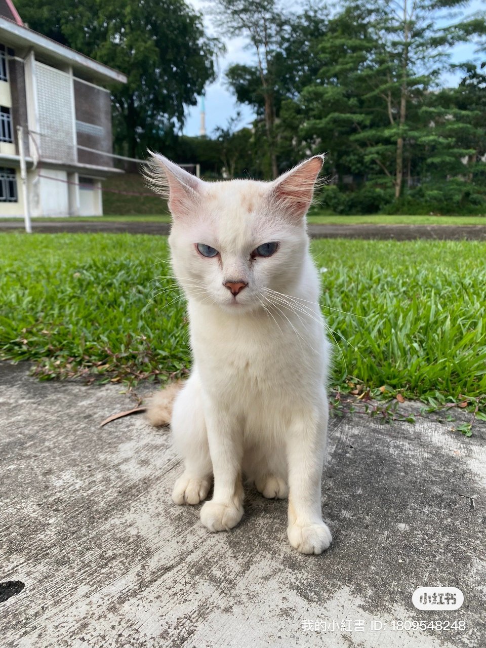 Coco - Domestic Long Hair + Siamese Cat