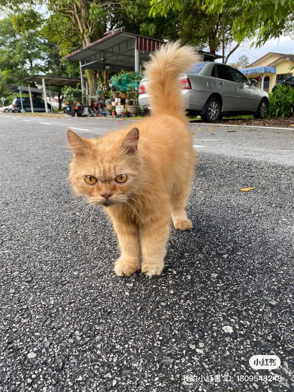 Coffee  - Domestic Long Hair + Persian Cat