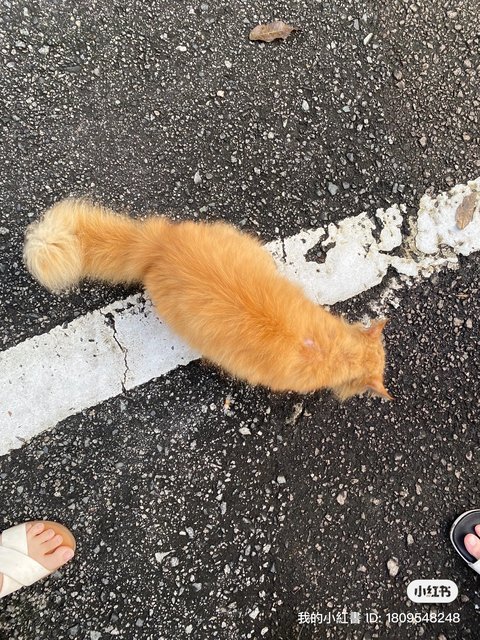 Coffee  - Domestic Long Hair + Persian Cat