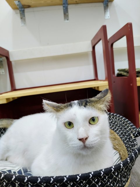 Micky - Domestic Short Hair Cat
