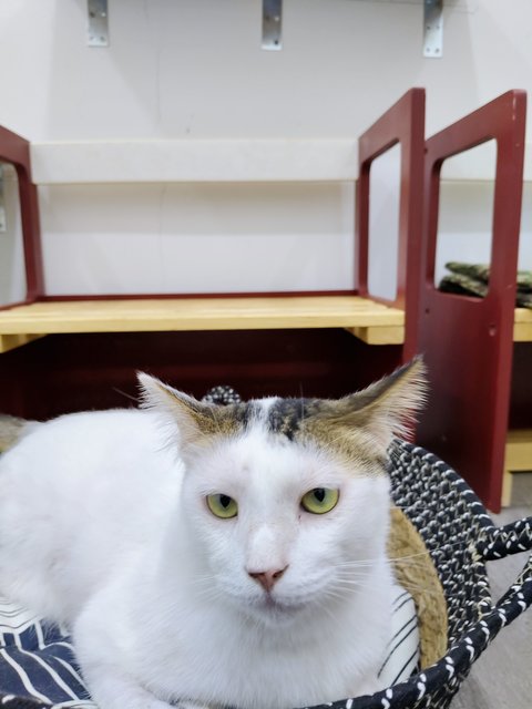Micky - Domestic Short Hair Cat