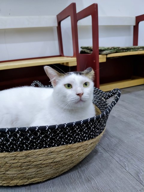 Micky - Domestic Short Hair Cat