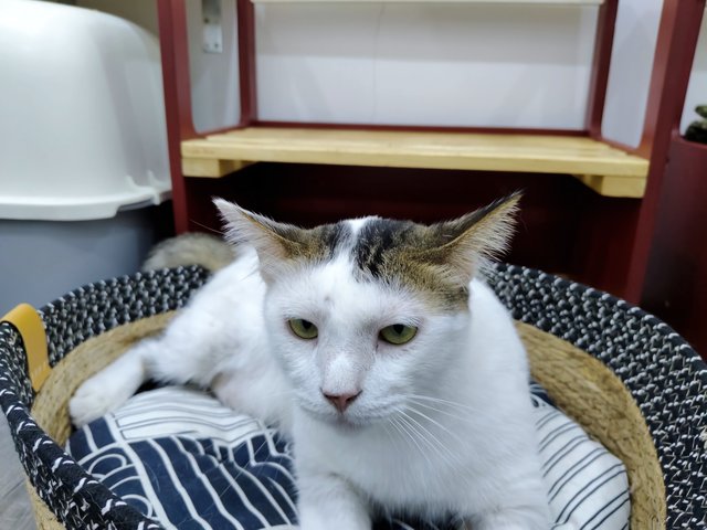 Micky - Domestic Short Hair Cat