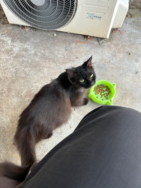 Blacky The Lady - Domestic Long Hair Cat