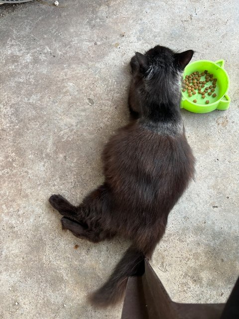 Blacky The Lady - Domestic Long Hair Cat