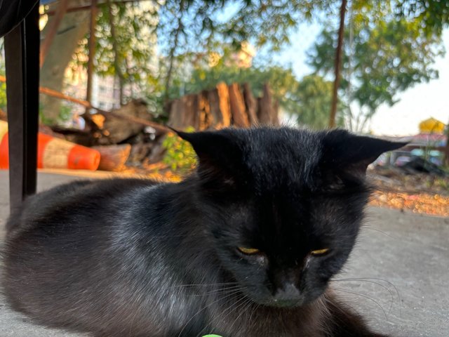 Blacky The Lady - Domestic Long Hair Cat