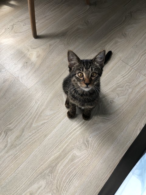 Loki - Domestic Short Hair + Tabby Cat