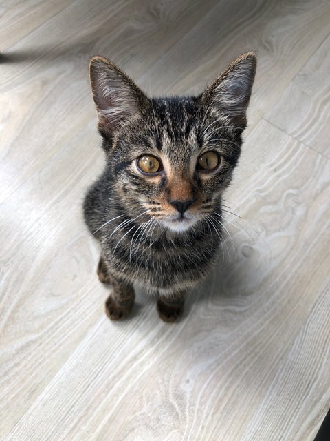 Loki - Domestic Short Hair + Tabby Cat