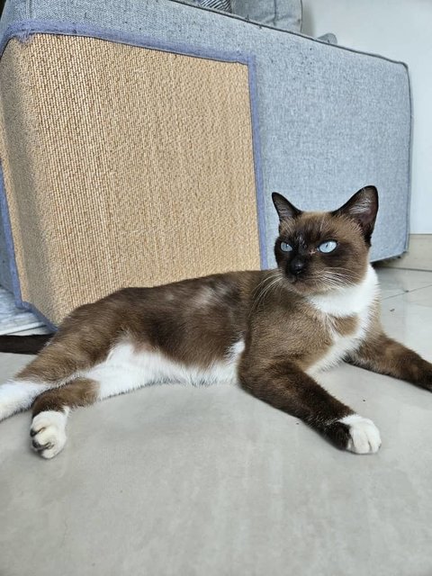 Shino (Felv Positive) - Siamese + Snowshoe Cat