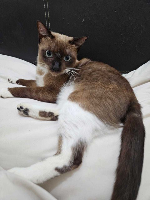 Shino (Felv Positive) - Siamese + Snowshoe Cat