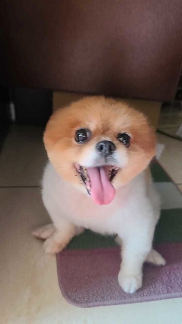 Pomeranian Miko - Pomeranian Dog