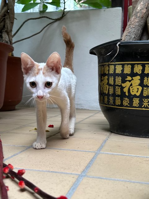 Ikura - Domestic Short Hair Cat