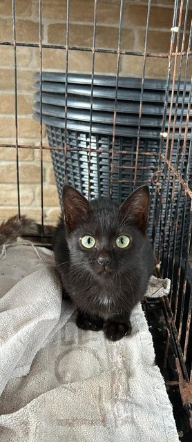 Golden Black - Domestic Medium Hair Cat