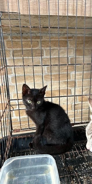 Golden Black - Domestic Medium Hair Cat