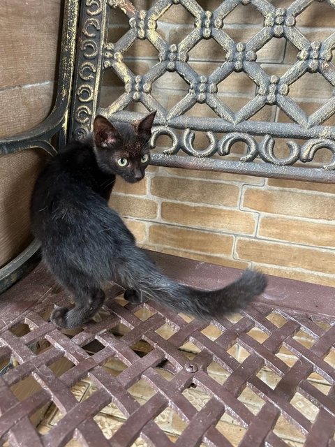 Golden Black - Domestic Medium Hair Cat