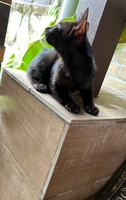 Golden Black - Domestic Medium Hair Cat