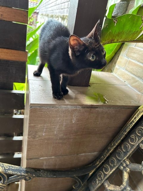 Golden Black - Domestic Medium Hair Cat