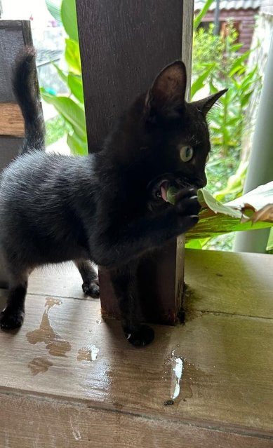 Golden Black - Domestic Medium Hair Cat