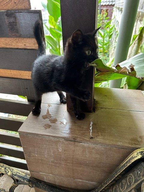 Golden Black - Domestic Medium Hair Cat